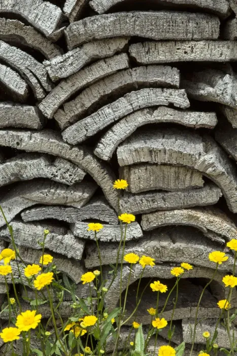 Framed Print : Europe, Portugal, Alentejo, cork oak bark Framed Print : Europe, Portugal, Alentejo, cork oak bark