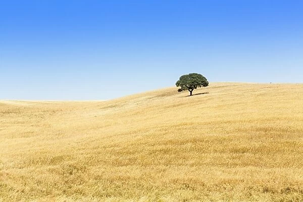 Europe, Portugal, Alentejo, a solitary cork oak tree in a wheat field in the central