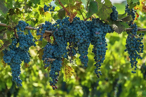 europe, Slovenia, Brda. ripe red grapes