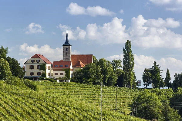 Europe, Slovenia. Vineyard below the hilltop church of Jeruzalem near Ljutomer