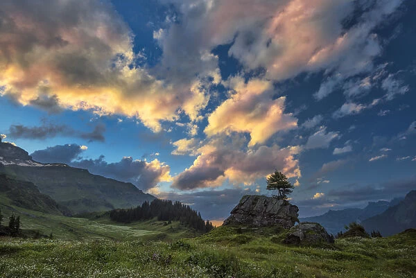 Europe, Switzerland, Bern, Bernese Oberland, meadow near Muerren