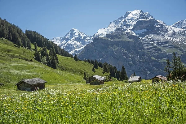 Europe, Switzerland, Bern, Bernese Oberland, Birg, Bernese Alps with Moench