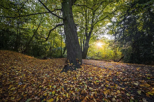 Europe, UK, England, low sunlight through Autumn leaves in beech woods