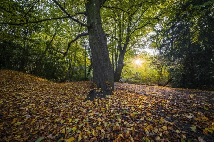 Framed Print : Europe, UK, England, low sunlight through Autumn leaves in beech woods Framed Print : Europe, UK, England, low sunlight through Autumn leaves in beech woods