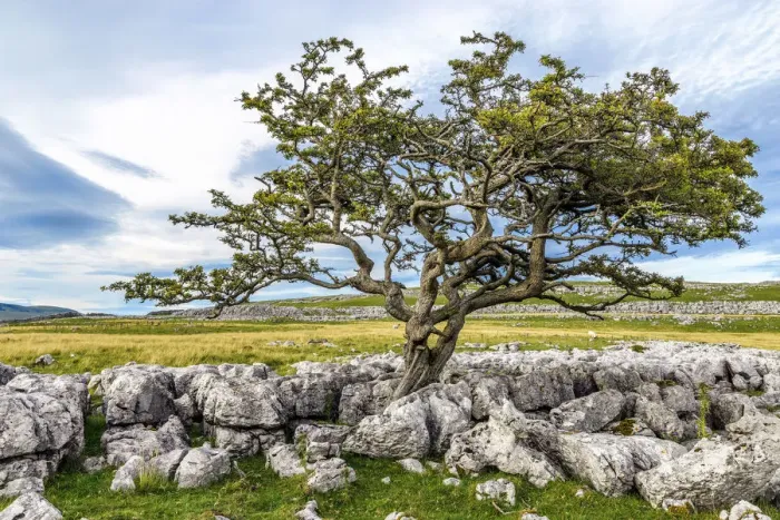 Framed Print : Europe, United Kingdom, England, North Yorkshire, Ingleton, Twistleton Scars Framed Print : Europe, United Kingdom, England, North Yorkshire, Ingleton, Twistleton Scars
