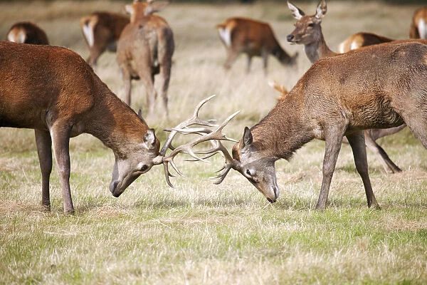 Europe, United Kingdom, England, London, Richmond Park; red deer stags locking antlers