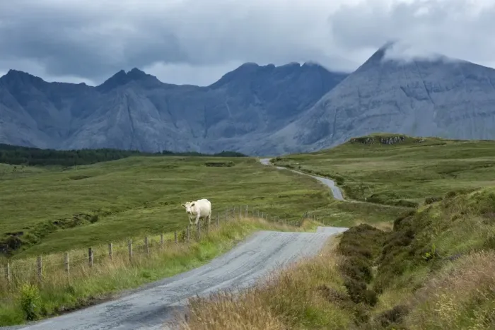 Framed Print : Europe, United Kingdom, Scotland, Hebrides archipelago, Isle of Skye, cow along the road Framed Print : Europe, United Kingdom, Scotland, Hebrides archipelago, Isle of Skye, cow along the road