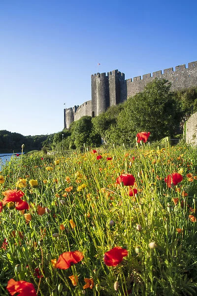 Europe, United Kingdom, Wales, Pembrokeshire, poppy meadow in front of Pembroke Castle