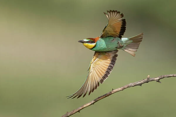 European Bee-eater (Merops apiaster) in flight, Bratsigovo, Bulgaria