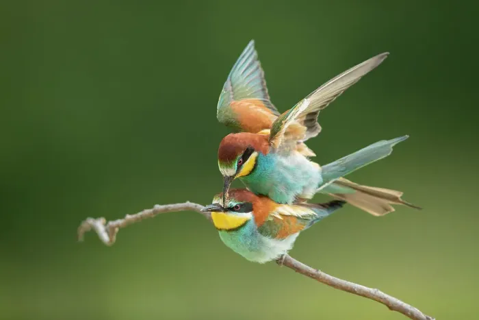 Framed Print : European Bee-eater (Merops apiaster) pair mating, Bratsigovo, Bulgaria Framed Print : European Bee-eater (Merops apiaster) pair mating, Bratsigovo, Bulgaria