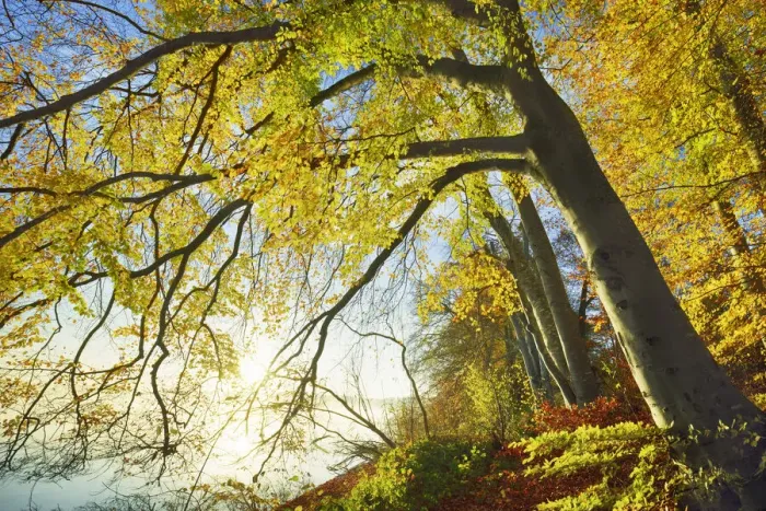 Framed Print : European beech in autumn colours at lake - Germany, Bavaria, Upper Bavaria, Starnberg Framed Print : European beech in autumn colours at lake - Germany, Bavaria, Upper Bavaria, Starnberg