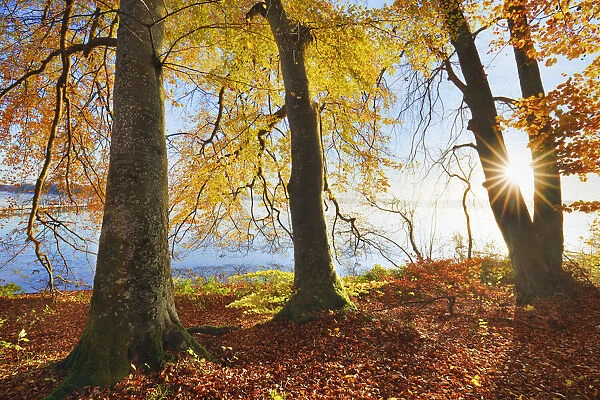 European beech in autumn colours at lake - Germany, Bavaria, Upper Bavaria, Starnberg