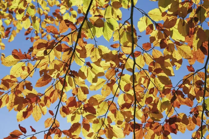 Framed Print : European beech in autumn colours - Slovenia, Gorenjska, Sava Bohinjska Framed Print : European beech in autumn colours - Slovenia, Gorenjska, Sava Bohinjska
