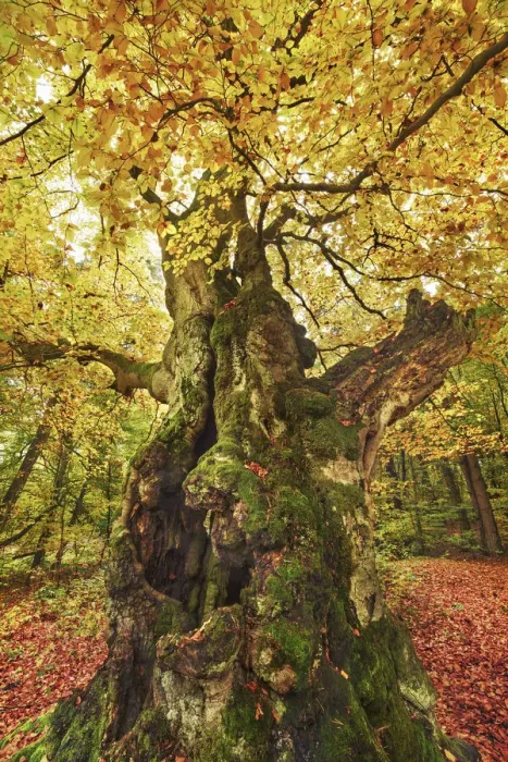 Framed Print : European beech in autumn - Germany, Hessia, Kassel, Waldeck-Frankenberg, Bad Wildungen Framed Print : European beech in autumn - Germany, Hessia, Kassel, Waldeck-Frankenberg, Bad Wildungen