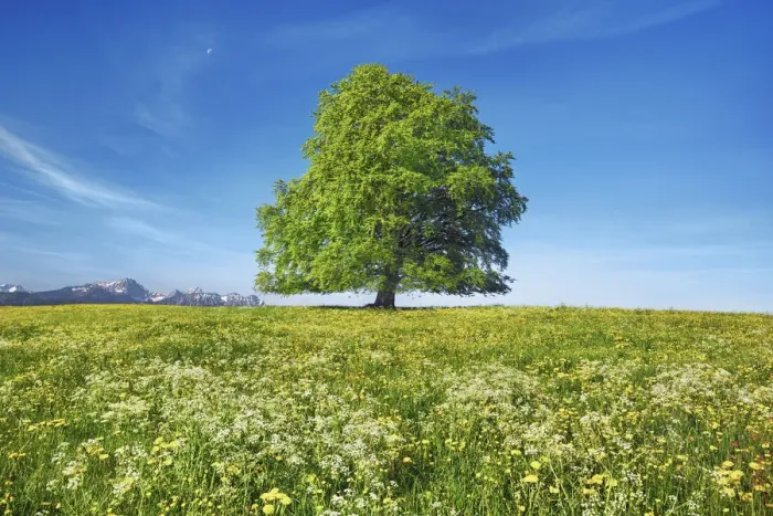 Framed Print : European beech in dandelion meadow - Germany, Bavaria, Swabia, OstAllgau, Rieden - Allgau Framed Print : European beech in dandelion meadow - Germany, Bavaria, Swabia, OstAllgau, Rieden - Allgau