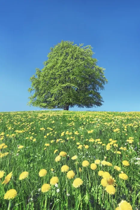 Framed Print : European beech with dandelions - Germany, Bavaria, Swabia, Rosshaupten Framed Print : European beech with dandelions - Germany, Bavaria, Swabia, Rosshaupten