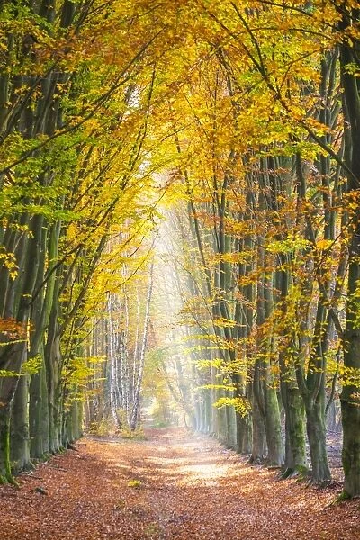 European Beech (Fagus sylvatica) forest Hoge Kempen National Park in autumn, Limburg