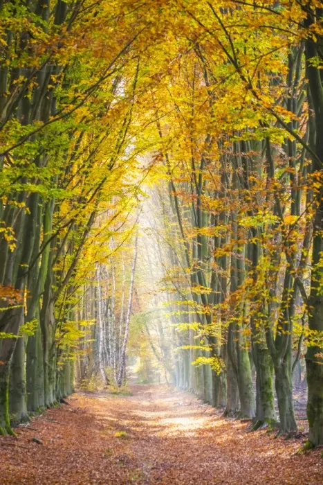 Framed Print : European Beech (Fagus sylvatica) forest Hoge Kempen National Park in autumn, Limburg Framed Print : European Beech (Fagus sylvatica) forest Hoge Kempen National Park in autumn, Limburg