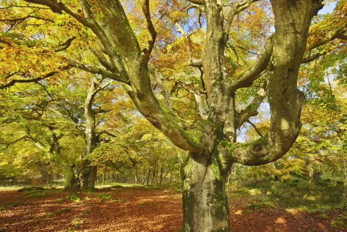Framed Print : European beech - Germany, Hessia, Kassel, Waldeck-Frankenberg, Bad Wildungen Framed Print : European beech - Germany, Hessia, Kassel, Waldeck-Frankenberg, Bad Wildungen