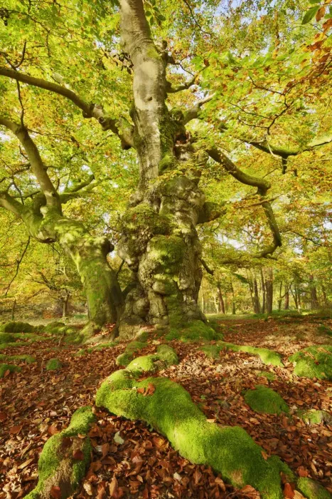 Framed Print : European beech - Germany, Hessia, Kassel, Waldeck-Frankenberg, Bad Wildungen Framed Print : European beech - Germany, Hessia, Kassel, Waldeck-Frankenberg, Bad Wildungen