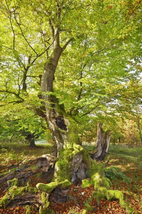 Framed Print : European beech - Germany, Hessia, Kassel, Waldeck-Frankenberg, Bad Wildungen Framed Print : European beech - Germany, Hessia, Kassel, Waldeck-Frankenberg, Bad Wildungen