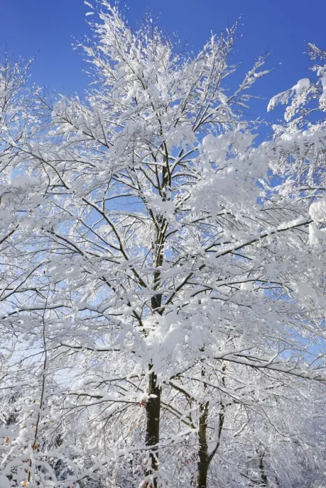 Framed Print : European beech snow covered in winter - Germany, Bavaria, Upper Bavaria, Munich Framed Print : European beech snow covered in winter - Germany, Bavaria, Upper Bavaria, Munich