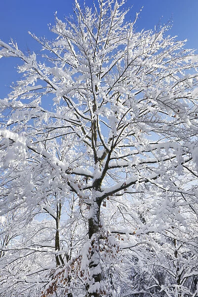 European beech snow covered in winter - Germany, Bavaria, Upper Bavaria, Munich