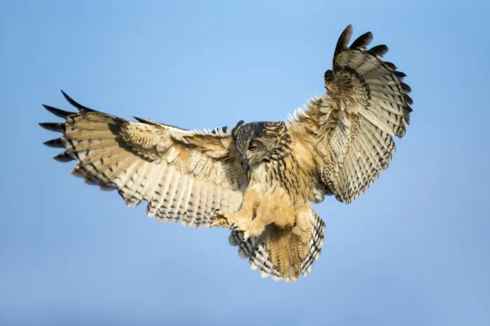 Framed Print : European Eagle Owl (Bubo bubo) (Captive) Framed Print : European Eagle Owl (Bubo bubo) (Captive)