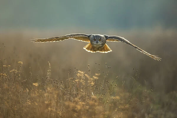 European Eagle Owl (Bubo bubo) (Captive)