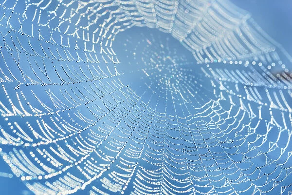 European garden spider net with dew drops - Germany, Bavaria, Upper Bavaria, Starnberg