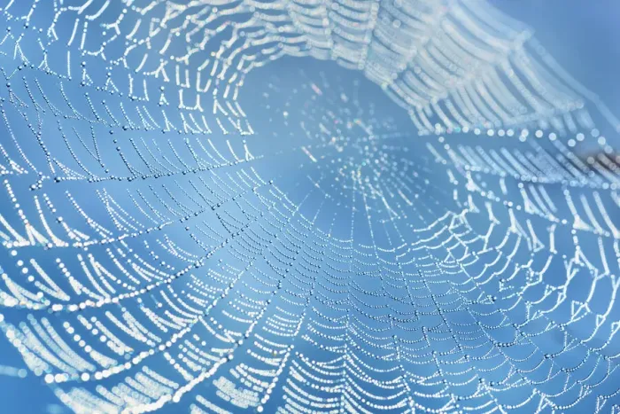 Framed Print : European garden spider net with dew drops - Germany, Bavaria, Upper Bavaria, Starnberg Framed Print : European garden spider net with dew drops - Germany, Bavaria, Upper Bavaria, Starnberg