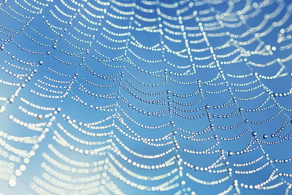 European garden spider net with dew drops - Germany, Bavaria, Upper Bavaria, Starnberg