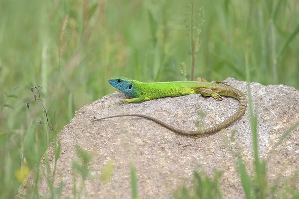 European Green Lizard (Lacerta viridis) basking on rock, Bulgaria