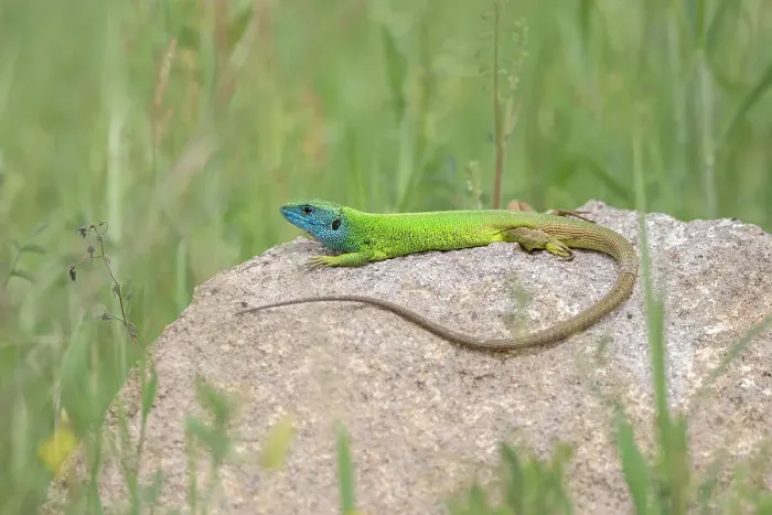 Framed Print : European Green Lizard (Lacerta viridis) basking on rock, Bulgaria
