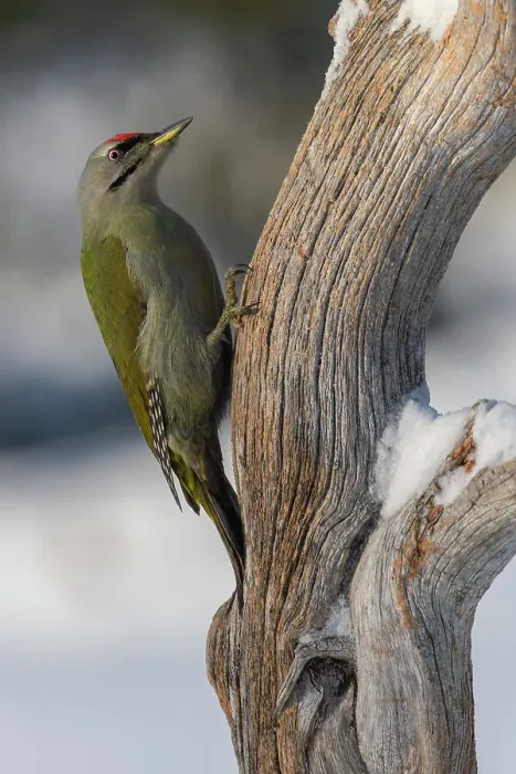 Framed Print : European Green Woodpecker feeding over a tree trunk in the Oulanka National Park, Lapland, Finland