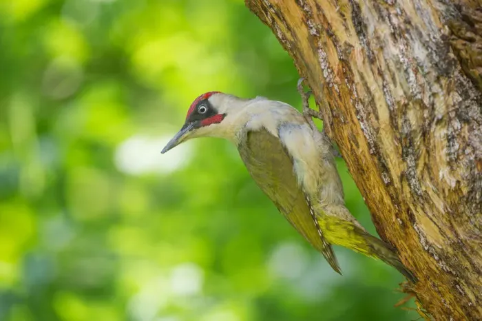 Framed Print : European green woodpecker on the nest, Trentino Alto-Adige, Italy Framed Print : European green woodpecker on the nest, Trentino Alto-Adige, Italy