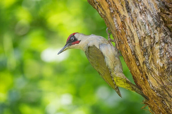 European green woodpecker on the nest, Trentino Alto-Adige, Italy