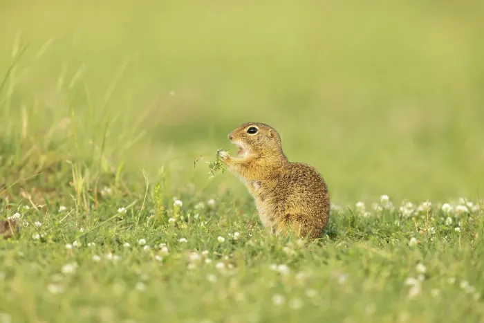 Framed Print : European ground squirrel (Spermophilus citellus) or Souslik, feeding on ground outside burrow, near Bratsigovo, Bulgaria Framed Print : European ground squirrel (Spermophilus citellus) or Souslik, feeding on ground outside burrow, near Bratsigovo, Bulgaria