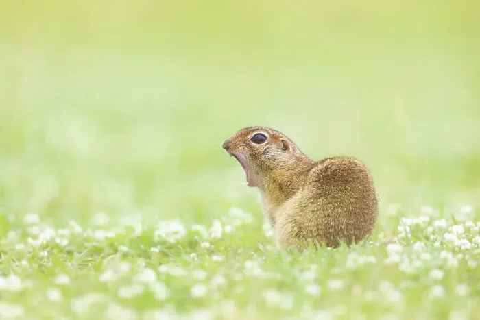 Framed Print : European ground squirrel (Spermophilus citellus) or Souslik, yawning (not vocalising), near Bratsigovo, Bulgaria Framed Print : European ground squirrel (Spermophilus citellus) or Souslik, yawning (not vocalising), near Bratsigovo, Bulgaria