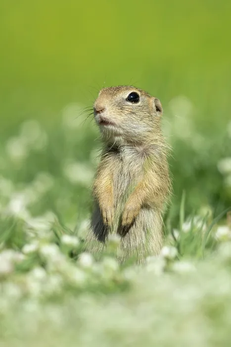 Framed Print : European ground squirrel (Spermophilus citellus) or Souslik, near Bratsigovo, Bulgaria, May 2024 Framed Print : European ground squirrel (Spermophilus citellus) or Souslik, near Bratsigovo, Bulgaria, May 2024