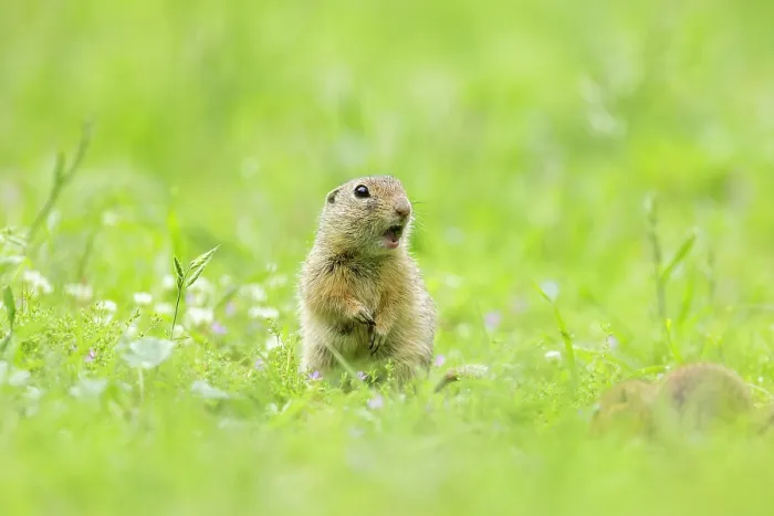 Framed Print : European ground squirrel (Spermophilus citellus) or Souslik, near Bratsigovo, Bulgaria, May 2024 Framed Print : European ground squirrel (Spermophilus citellus) or Souslik, near Bratsigovo, Bulgaria, May 2024