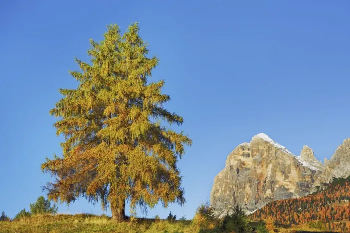 Framed Print : European larch in autumn colours - Italy, Veneto, Belluno, Dolomiti d Ampezzo Framed Print : European larch in autumn colours - Italy, Veneto, Belluno, Dolomiti d Ampezzo