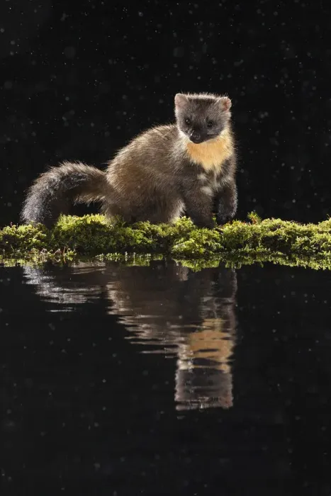 Framed Print : European Pine Marten (Martes martes), Ardnamurchan, Scotland Framed Print : European Pine Marten (Martes martes), Ardnamurchan, Scotland
