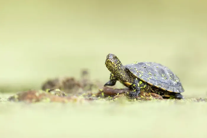 Framed Print : European Pond Turtle / Terrapin (Emys orbicularis) resting on log in pond, near Bratsigovo, Bulgaria Framed Print : European Pond Turtle / Terrapin (Emys orbicularis) resting on log in pond, near Bratsigovo, Bulgaria