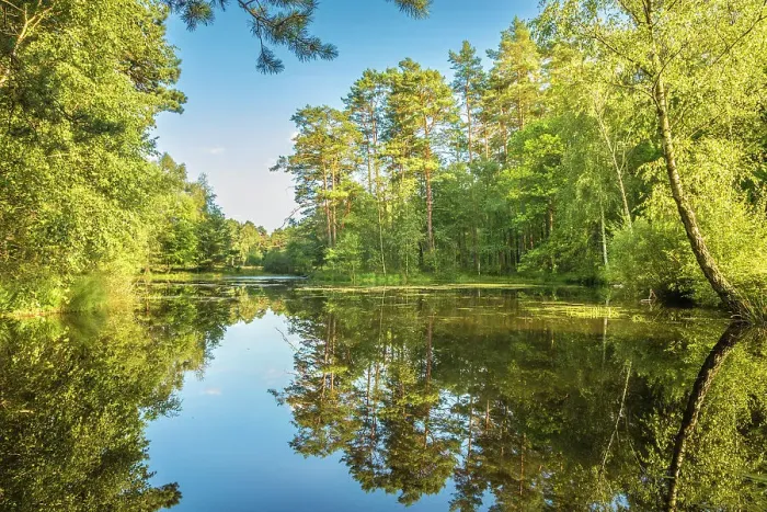 Framed Print : Evening atmosphere at the Pastor Ponds in the Wesel Heath nature reserve, Undeloh, Luneburg Heath, Lower Saxony, Germany Framed Print : Evening atmosphere at the Pastor Ponds in the Wesel Heath nature reserve, Undeloh, Luneburg Heath, Lower Saxony, Germany