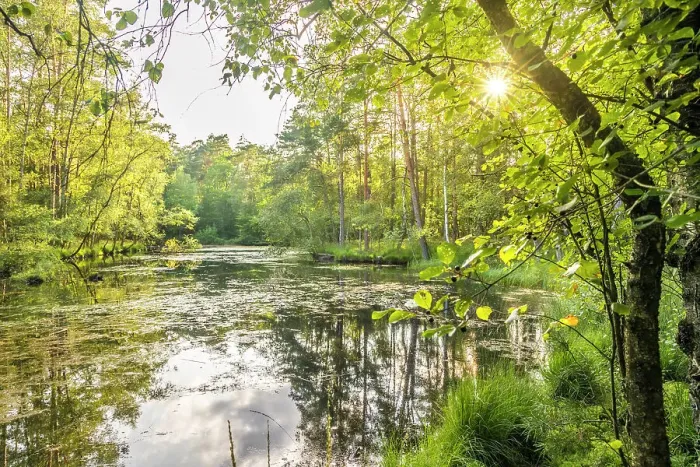Framed Print : Evening atmosphere at the Pastor Ponds in the Wesel Heath nature reserve, Undeloh, Luneburg Heath, Lower Saxony, Germany