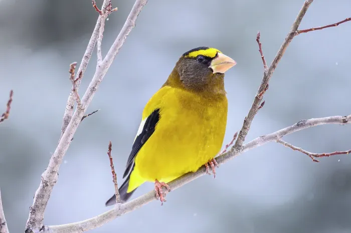 Framed Print : Evening grosbeak (Hesperiphona vespertina) Male, Greater Sudbury, Ontario, Canada Framed Print : Evening grosbeak (Hesperiphona vespertina) Male, Greater Sudbury, Ontario, Canada
