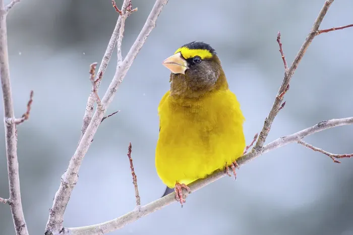 Framed Print : Evening grosbeak (Hesperiphona vespertina) Male, Greater Sudbury, Ontario, Canada Framed Print : Evening grosbeak (Hesperiphona vespertina) Male, Greater Sudbury, Ontario, Canada