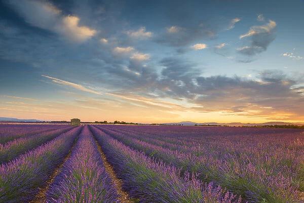 Evening Light Over Lavender Field, Provence, France