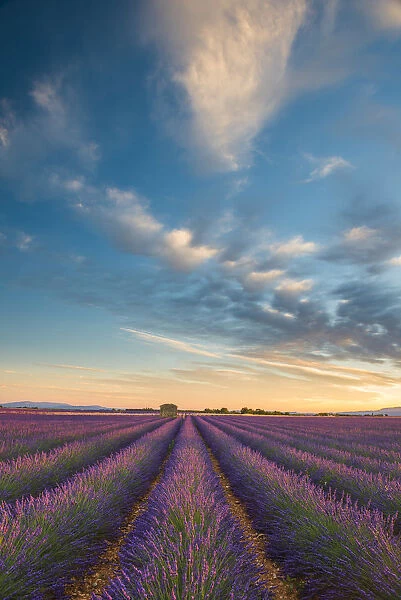 Evening Light Over Lavender Field, Provence, France